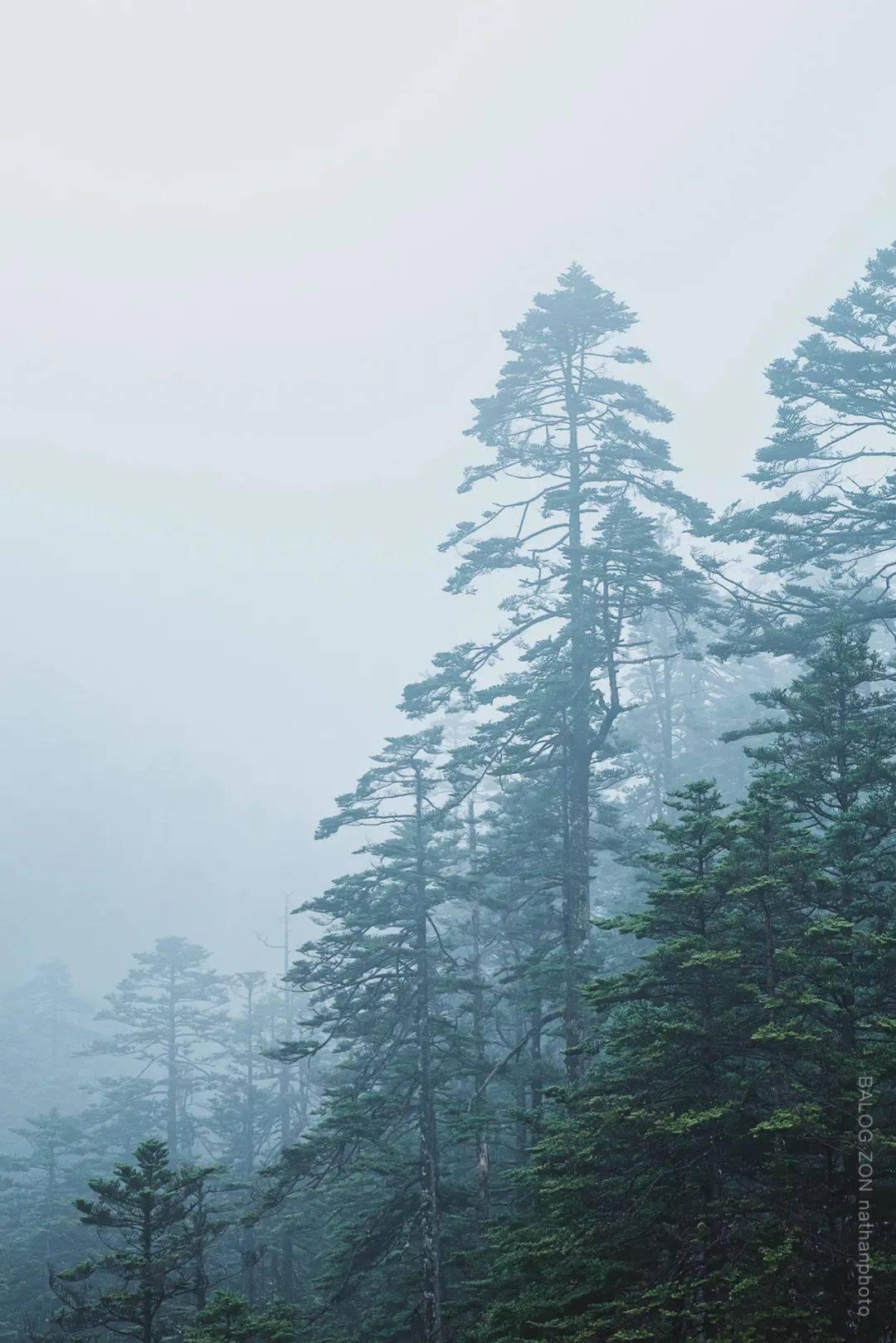 逃离森林湖畔